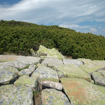 Pinus mugo, borovice kleč