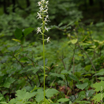 Platanthera bifolia – vemeník dvoulistý