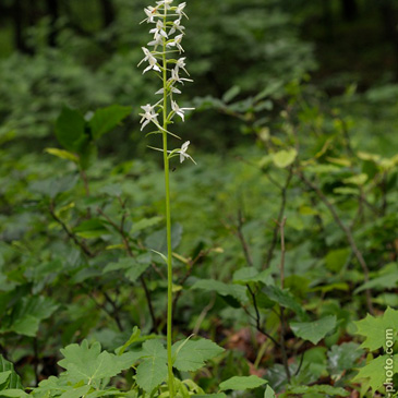 Platanthera bifolia, vemeník...