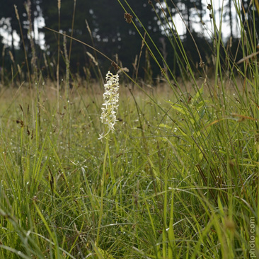 Platanthera bifolia, vemeník...