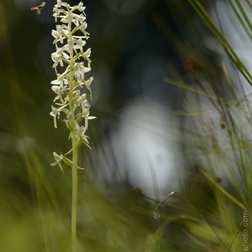 Platanthera bifolia, vemeník...