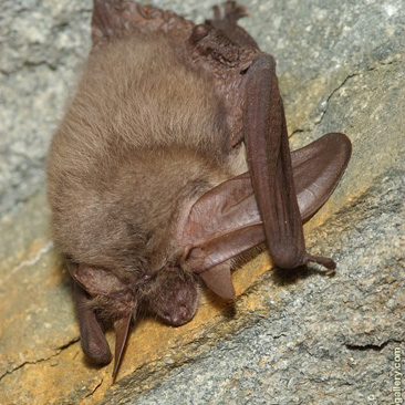 Plecotus austriacus – netopýr dlouhouchý