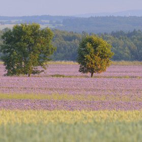 Podvečer u  Hlavatců, Táborsko