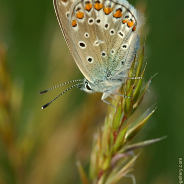 Polyommatus icarus, modrásek...