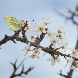 Prunus spinosa – trnka obecná, slivoň trnka