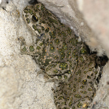 Pseudepidalea viridis, ropucha zelená...