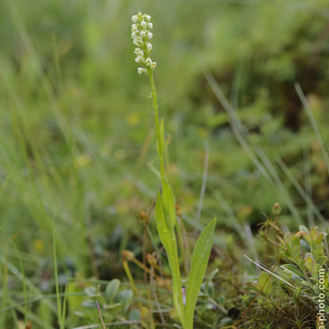 Pseudorchis albida, běloprstka...