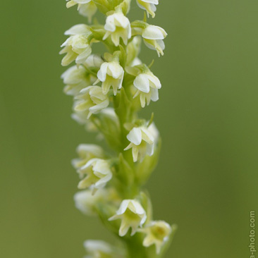 Pseudorchis albida, běloprstka...