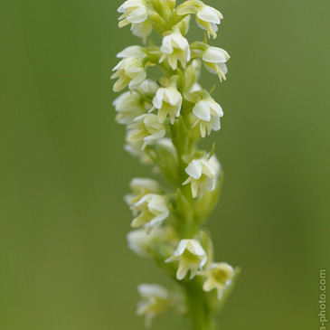 Pseudorchis albida, běloprstka...