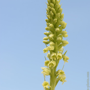 Pseudorchis albida – běloprstka bělavá