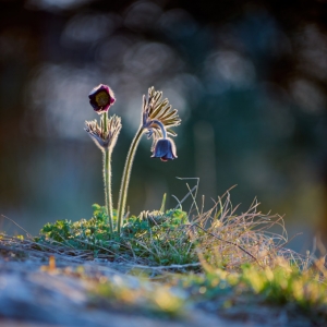 Pulsatilla pratensis subsp. nigricans...