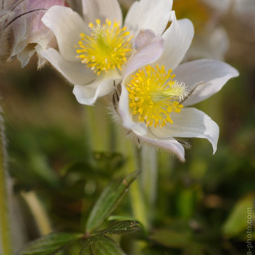 Pulsatilla vernalis, koniklec jarní -...