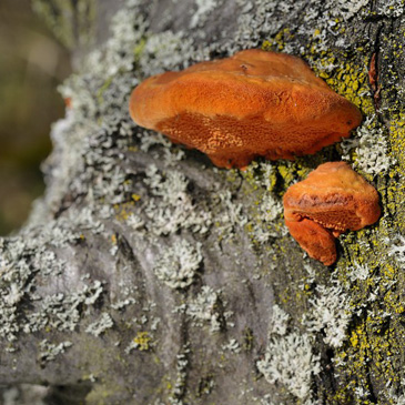 Pycnoporus cinnabarinus, outkovka...