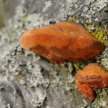 Pycnoporus cinnabarinus – outkovka rumělková