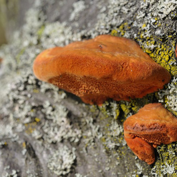 Pycnoporus cinnabarinus, outkovka...