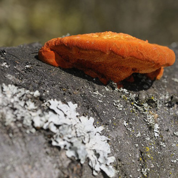 Pycnoporus cinnabarinus, outkovka...