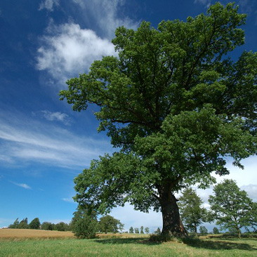 Quercus robur – dub letní