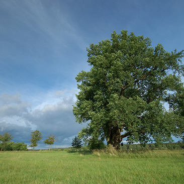 Quercus robur, dub letní, Turovec, Táborsko