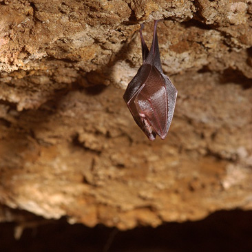 Rhinolophus hipposideros, vrápenec...