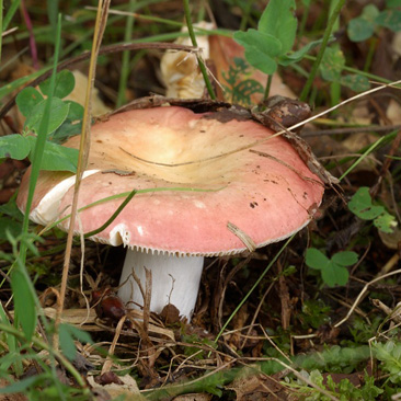 Russula decipiens – holubinka hájová