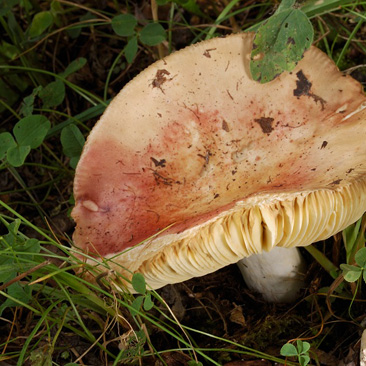 Russula decipiens, holubinka hájová