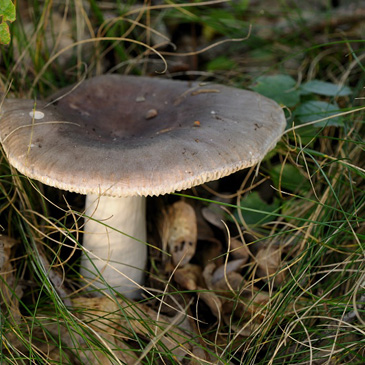 Russula vesca, holubinka mandlová