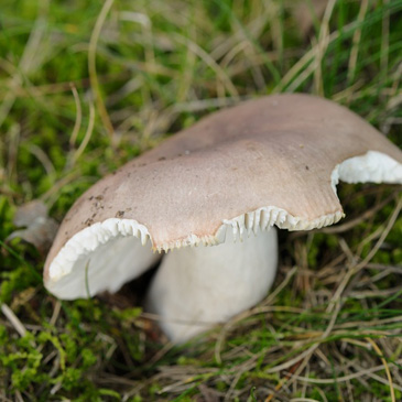 Russula vesca, holubinka mandlová