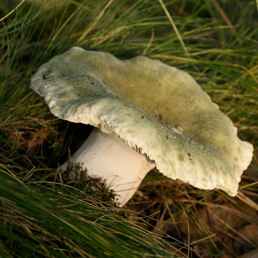 Russula virescens, holubinka nazelenalá