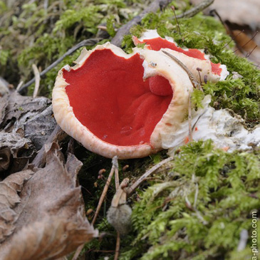 Sarcoscypha jurana, ohnivec jurský -...