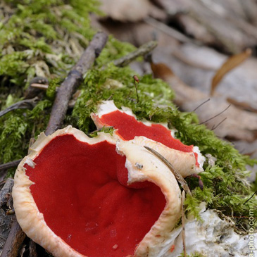 Sarcoscypha jurana, ohnivec jurský -...