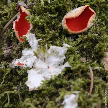 Sarcoscypha jurana, ohnivec jurský -...