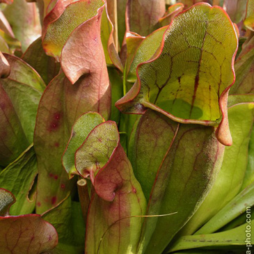 Sarracenia purpurea, špirlice nachová...