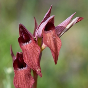 Serapias istriaca, serapie –...