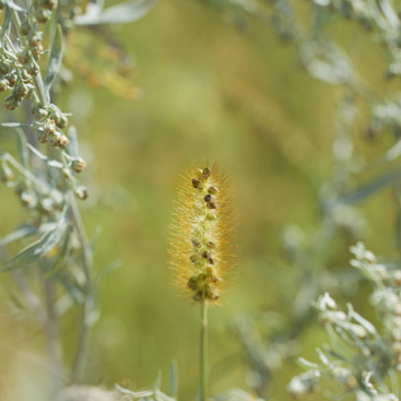 Setaria sp., bér – Liščí vrch...