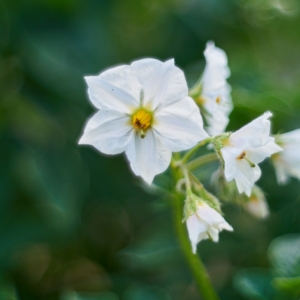 Solanum tuberosum – lilek brambor