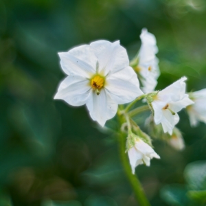 Solanum tuberosum, lilek brambor –...