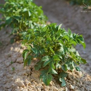 Solanum tuberosum, lilek brambor –...