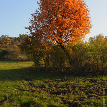 Sorbus torminalis – jeřáb břek