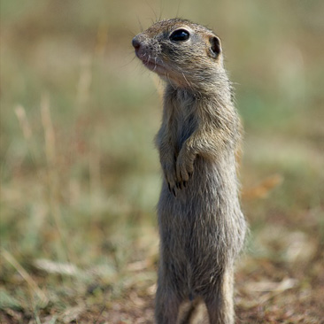 Spermophilus citellus, sysel obecný -...