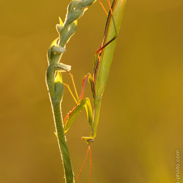 Spiranthes spiralis - švihlík...