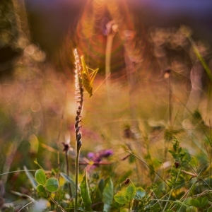 Spiranthes spiralis, švihlík...