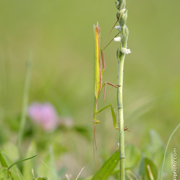 Spiranthes spiralis, švihlík...