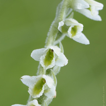 Spiranthes spiralis, švihlík...