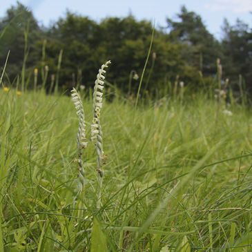 Spiranthes spiralis, švihlík...