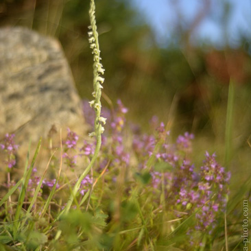 Spiranthes spiralis, švihlík...