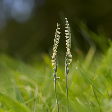 Spiranthes spiralis, švihlík...