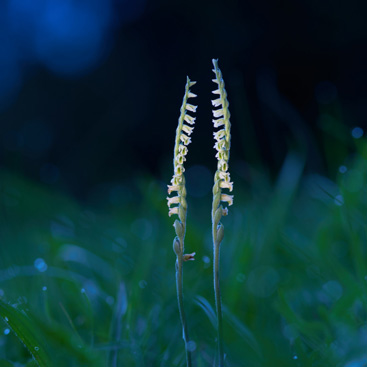 Spiranthes spiralis, švihlík...