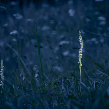 Spiranthes spiralis, švihlík...