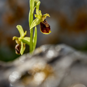 Tořič (Ophrys sp.) - Monte Sacro...