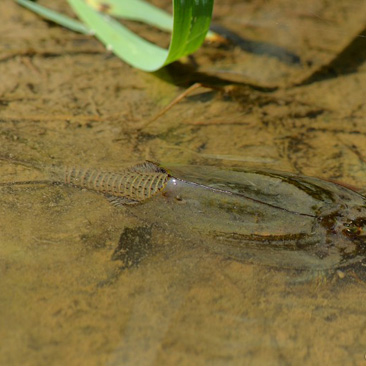 Triops cancriformis, listonoh letní